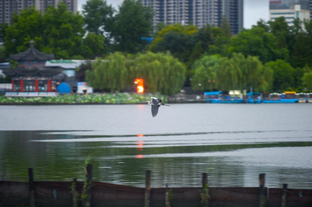 大明湖畔惊现“夏雨荷”……