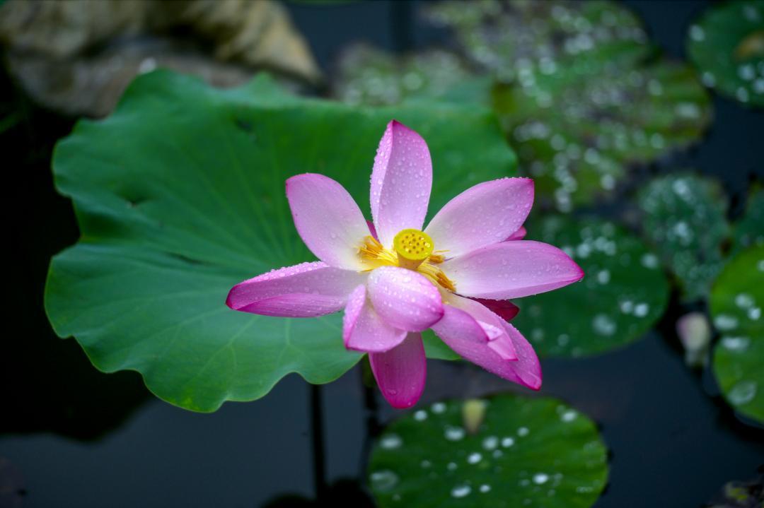 大明湖畔惊现“夏雨荷”……
