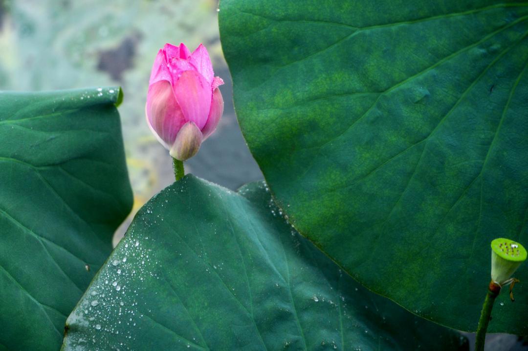 大明湖畔惊现“夏雨荷”……