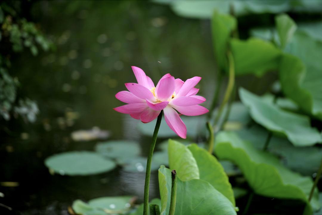 大明湖畔惊现“夏雨荷”……