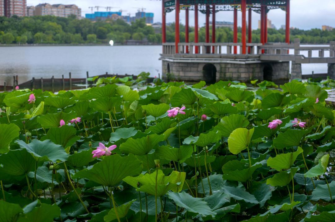 大明湖畔惊现“夏雨荷”……