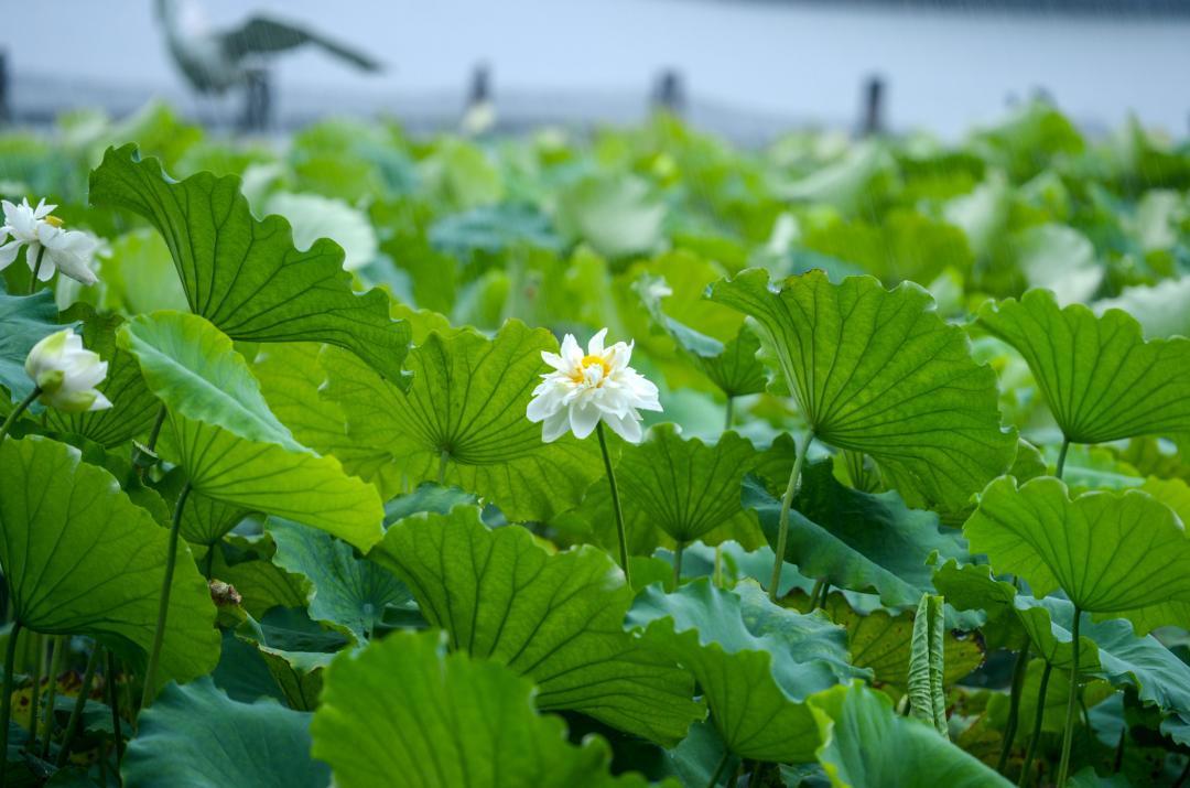 大明湖畔惊现“夏雨荷”……