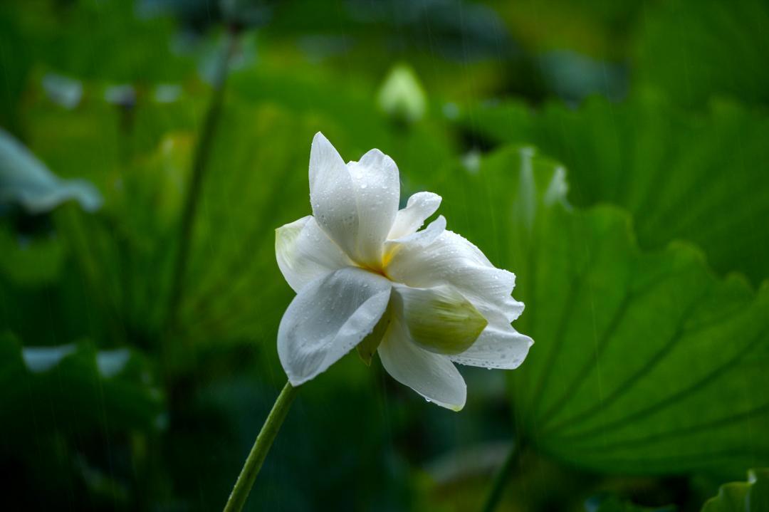 大明湖畔惊现“夏雨荷”……