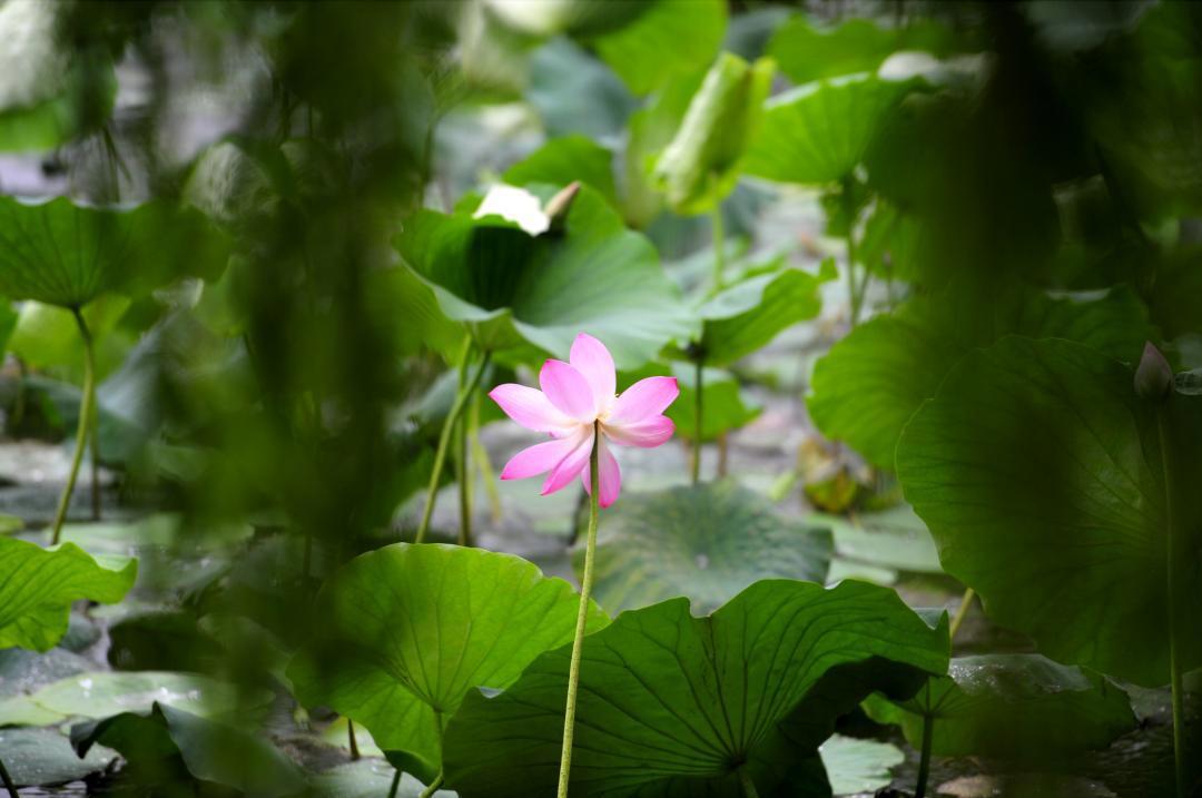 大明湖畔惊现“夏雨荷”……