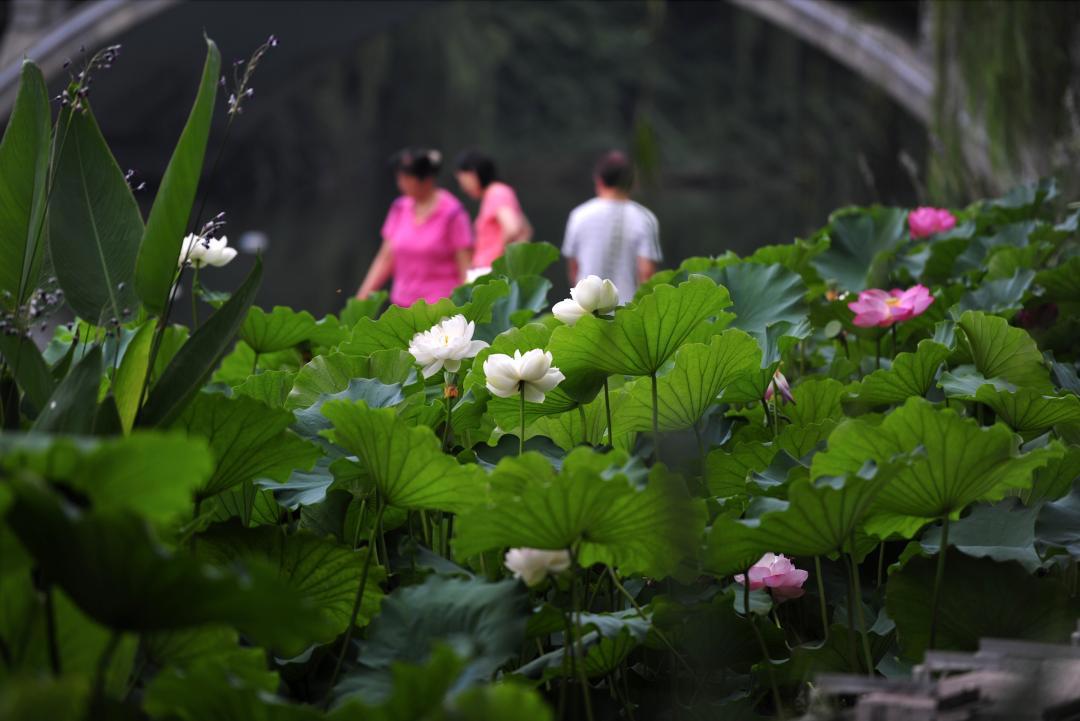 大明湖畔惊现“夏雨荷”……