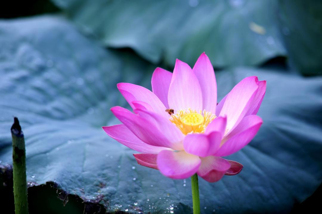 大明湖畔惊现“夏雨荷”……