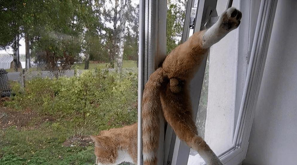 猫咪“智商高”和“智商低”的区别，亲身经历告诉你，差别很大