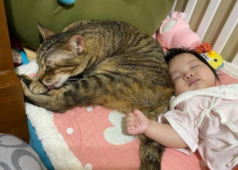 猫咪“智商高”和“智商低”的区别，亲身经历告诉你，差别很大