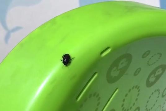 破案了！最近许多人家里抓到的奇怪小黑虫，是它！你见过吗？