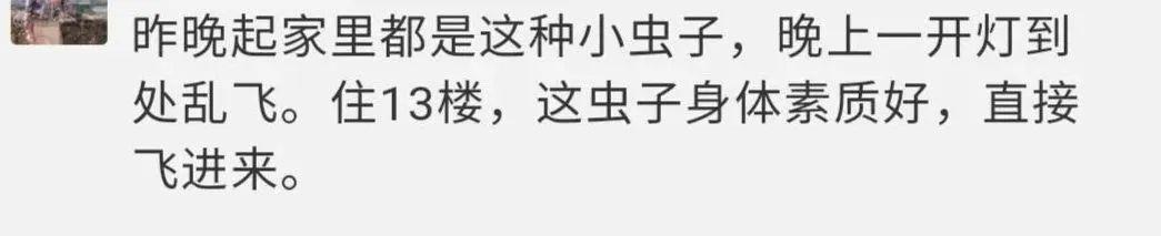 破案了！最近许多人家里抓到的奇怪小黑虫，是它！你见过吗？
