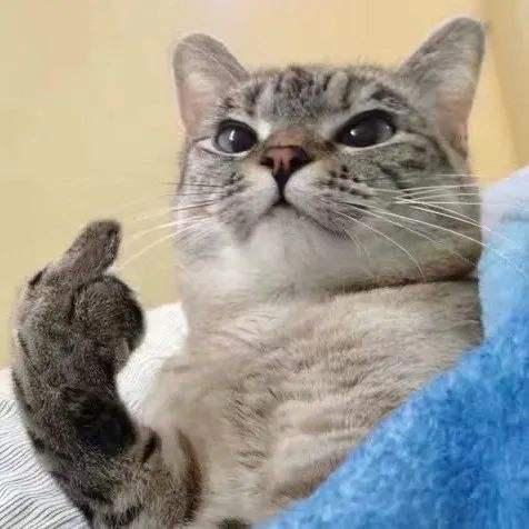 养猫和养狗，过的是不一样的人生！