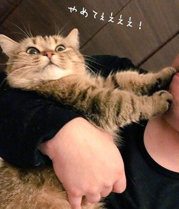 养猫和养狗，过的是不一样的人生！