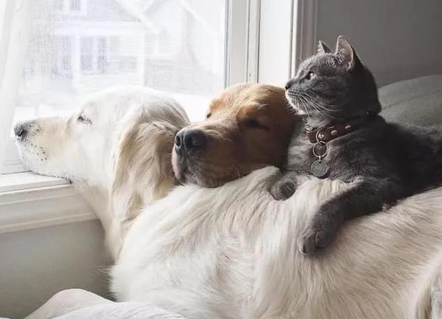 养狗＋养猫=快乐