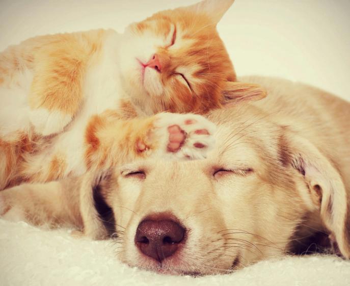 养狗＋养猫=快乐