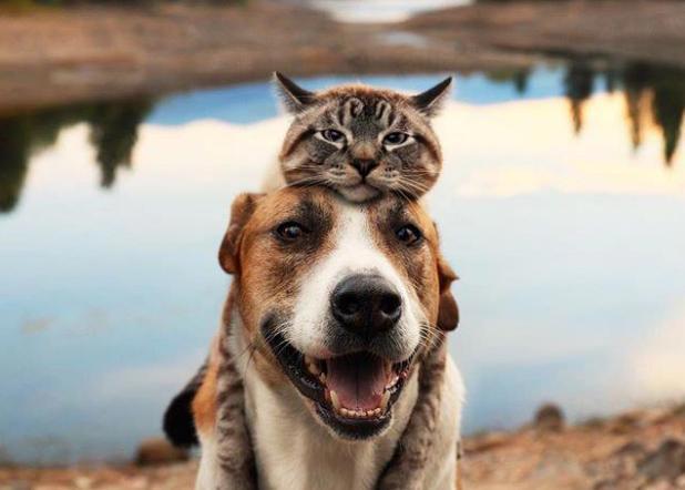 养狗＋养猫=快乐