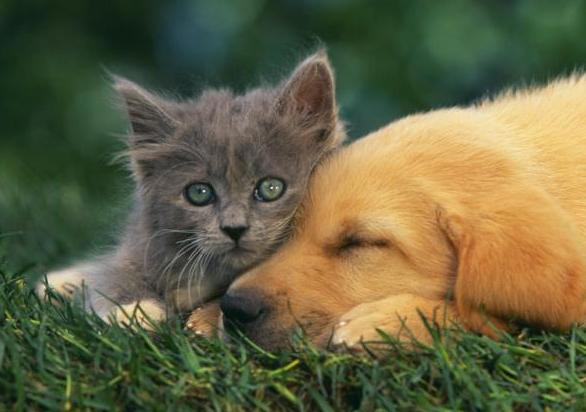 养狗＋养猫=快乐