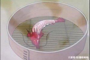 日漫中五部关于美食的番看完都馋哭了！