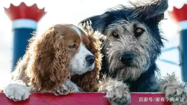 小姐与流浪汉：宠物狗流浪狗爱情故事