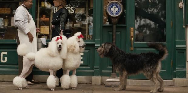迪士尼真狗版《小姐与流浪汉》曝新预告狗狗都有男/女朋友了你作何感想？