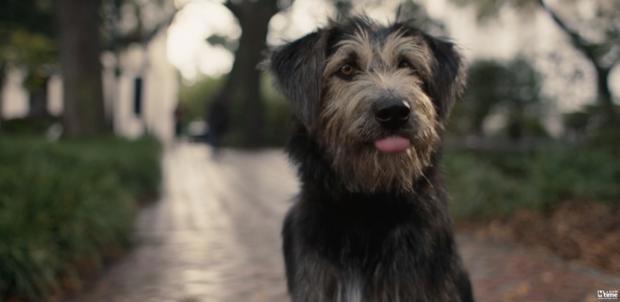迪士尼真狗版《小姐与流浪汉》曝新预告狗狗都有男/女朋友了你作何感想？