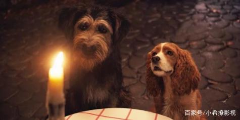 “真狗版”《小姐与流浪汉》成为迪士尼2019年，评价最高翻拍电影