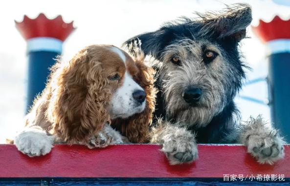 “真狗版”《小姐与流浪汉》成为迪士尼2019年，评价最高翻拍电影