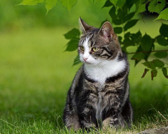 闲聊《黑社会的超能力女儿》十大问题之——大姐二姐你更喜欢谁？