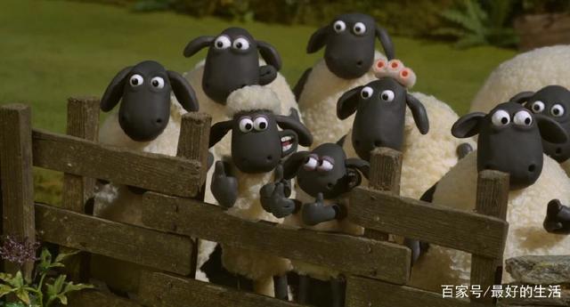 这只“英国羊”来长沙了！曾经那片葡萄园可还够折腾？