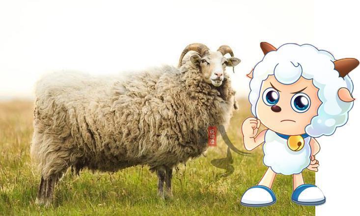 喜羊羊与灰太狼：探寻羊们的现实原型，暖羊羊的种族濒临灭绝