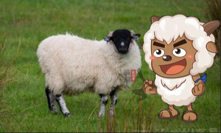 喜羊羊与灰太狼：探寻羊们的现实原型，暖羊羊的种族濒临灭绝