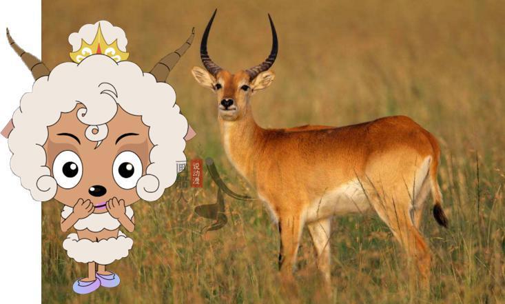 喜羊羊与灰太狼：探寻羊们的现实原型，暖羊羊的种族濒临灭绝