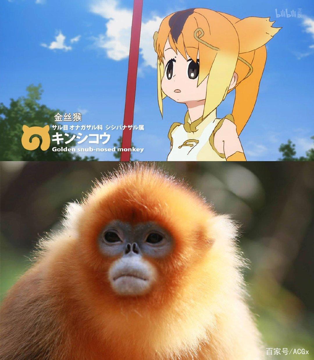 《兽娘动物园》中的濒危动物们，现在究竟怎么样了？