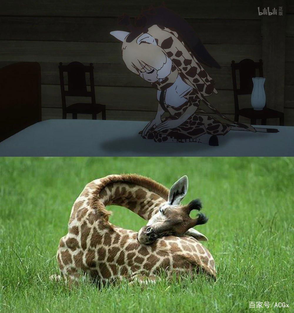 《兽娘动物园》中的濒危动物们，现在究竟怎么样了？