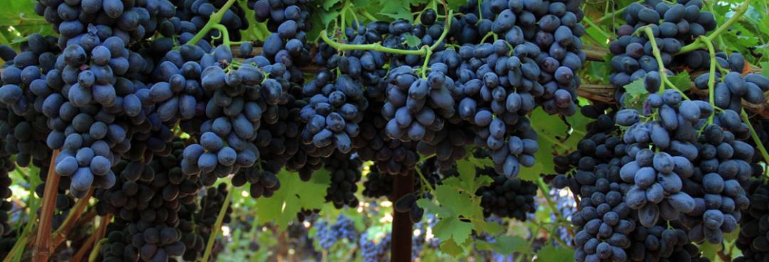 知识产权环球资讯｜中国黑客诉苹果专利侵权；首场元宇宙庭审开庭