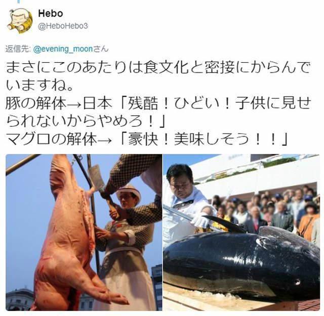 动物差别待遇话题：动画杀猫会反感为什么换成杀鱼就完全无感了？