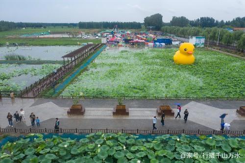 济南章丘章历小村，接天莲叶无穷碧，映日荷花别样红