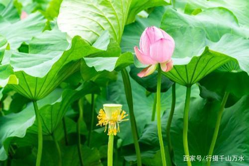 济南章丘章历小村，接天莲叶无穷碧，映日荷花别样红