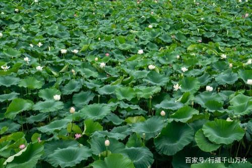 济南章丘章历小村，接天莲叶无穷碧，映日荷花别样红