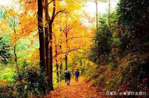 南京周边小众景点徒步路线，以漫山枫树著名，如今到了最佳观赏期