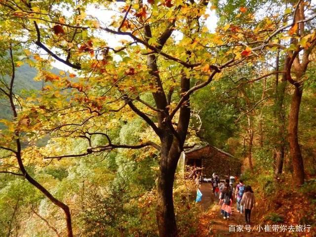 南京周边小众景点徒步路线，以漫山枫树著名，如今到了最佳观赏期