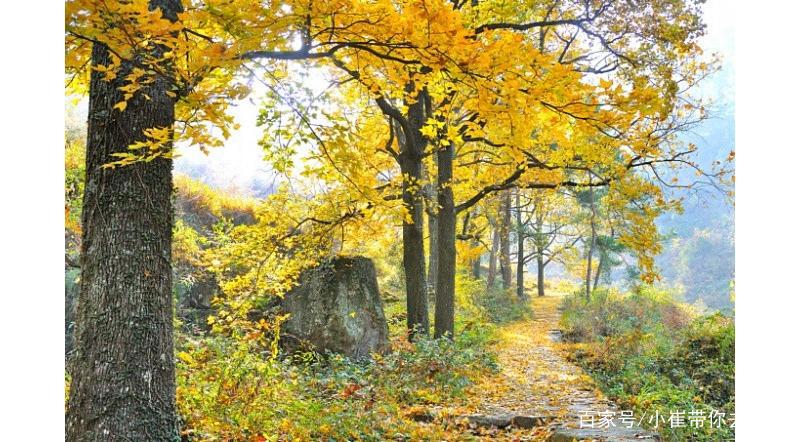 南京周边小众景点徒步路线，以漫山枫树著名，如今到了最佳观赏期