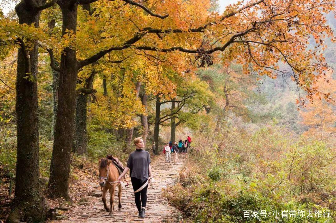 南京周边小众景点徒步路线，以漫山枫树著名，如今到了最佳观赏期