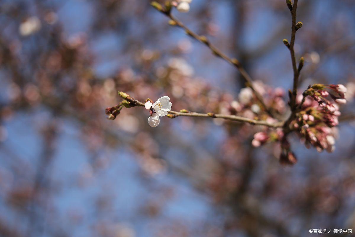 中国海洋大学，环境生态学生物科学生物技术专业简析