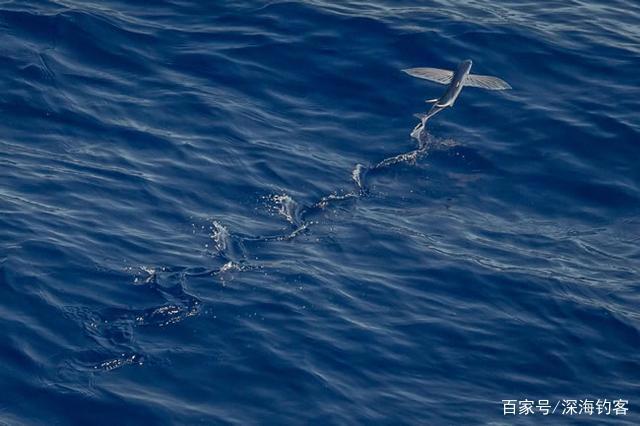 在海洋与天空之中自由翱翔的飞鱼，是怎样做到的？