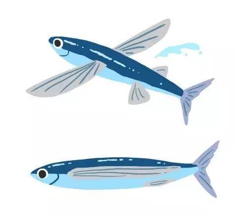 在海洋与天空之中自由翱翔的飞鱼，是怎样做到的？