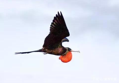 在海洋与天空之中自由翱翔的飞鱼，是怎样做到的？