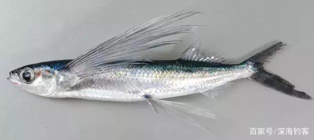 在海洋与天空之中自由翱翔的飞鱼，是怎样做到的？