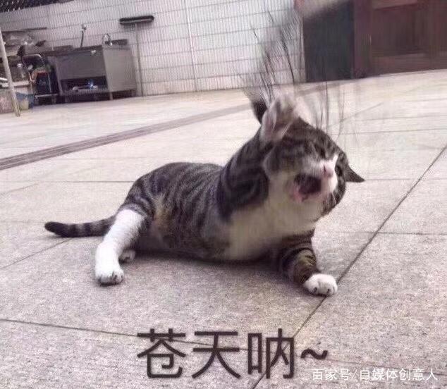 躲在墙角画圈圈的自媒体人，究竟是谁说自媒体简单