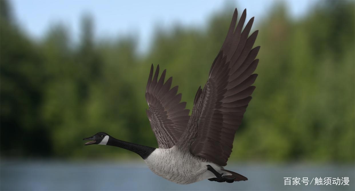 在这大雁南归时节，点评一部关于大雁的国产动画电影《妈妈咪鸭》