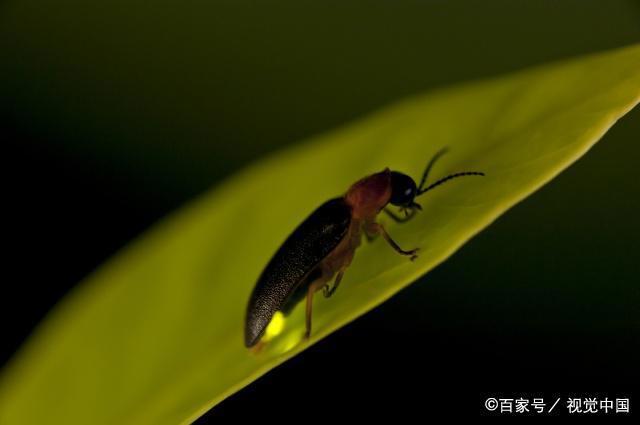 南京有一景区真实还原动漫《萤火之森》场景，游客：美哭了！